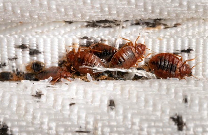Bettwanzen erkennen: Anzeichen und Tipps für eine wirksame Schädlingsbekämpfung: