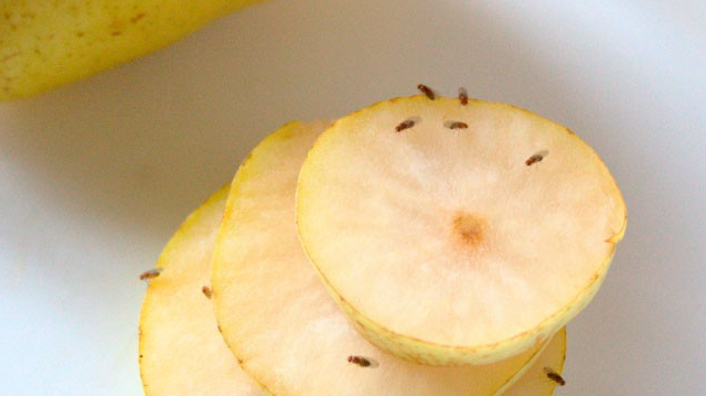 Hausmittel gegen Fruchtfliegen – wirksame Lösungen, um sie auf natürliche Weise loszuwerden: