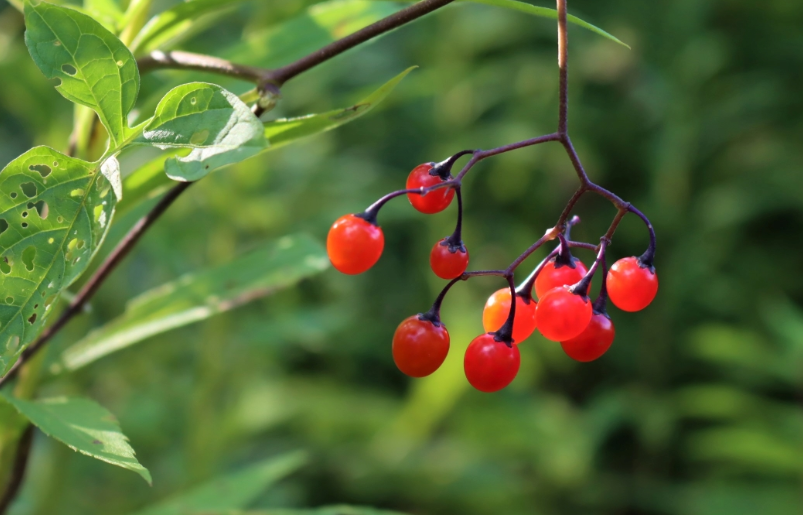 Von lecker bis giftig – Rote Beeren im Überblick: