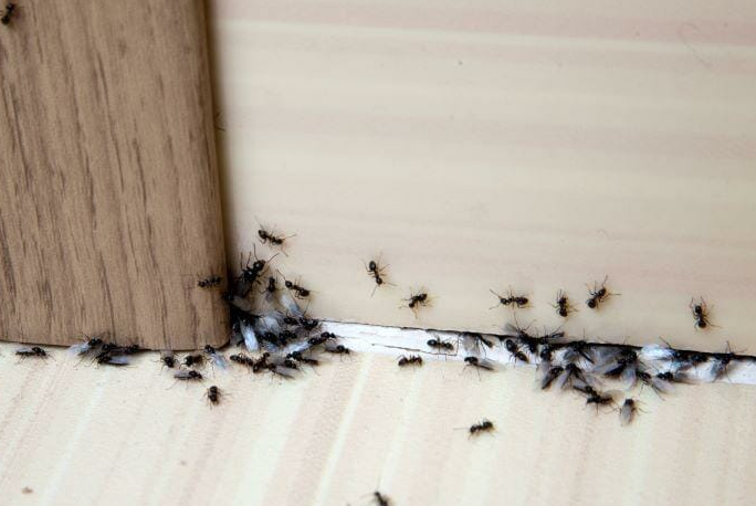 „Was hilft gegen Ameisen? 14 Tipps, um die Ungeziefer loszuwerden“
