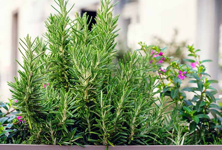 Rosmarin richtig anbauen – 10 Tipps: Ein umfassender Leitfaden für den Anbau gesunder Rosmarinpflanzen