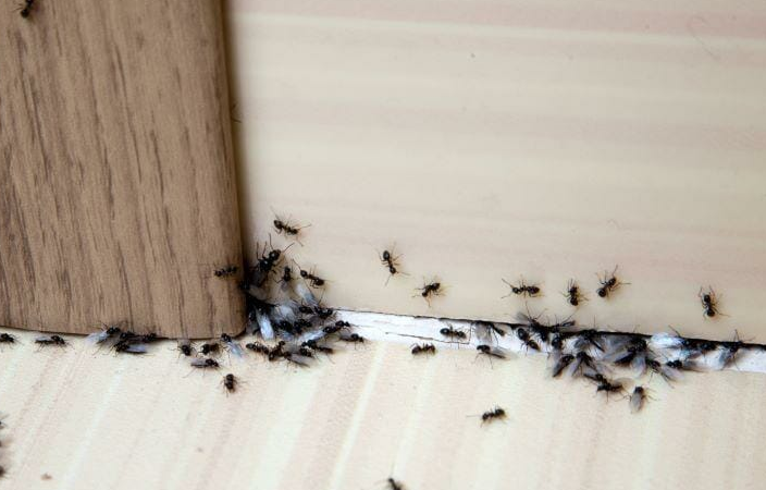 „Befreien Sie sich von Ameisen in Ihrem Zuhause: 6 einfache Schritte für eine wirksame Ameisenbekämpfung“