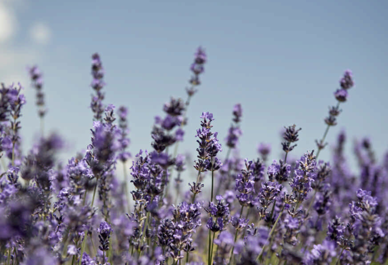 Lavendelpflege – Enthüllung der bezaubernden Welt der Bodendecker-Schönheit: