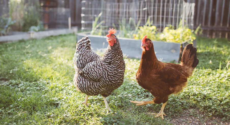 Hühner halten – Der ultimative Leitfaden für die private Hühnerhaltung: Vollständige Anleitungen, Tipps und FAQs: