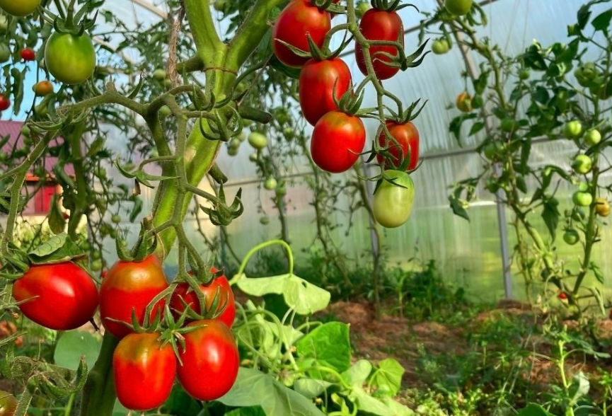 Top 5 Tomatengewächshäuser – Alles, was Sie über den Tomatenanbau wissen müssen: