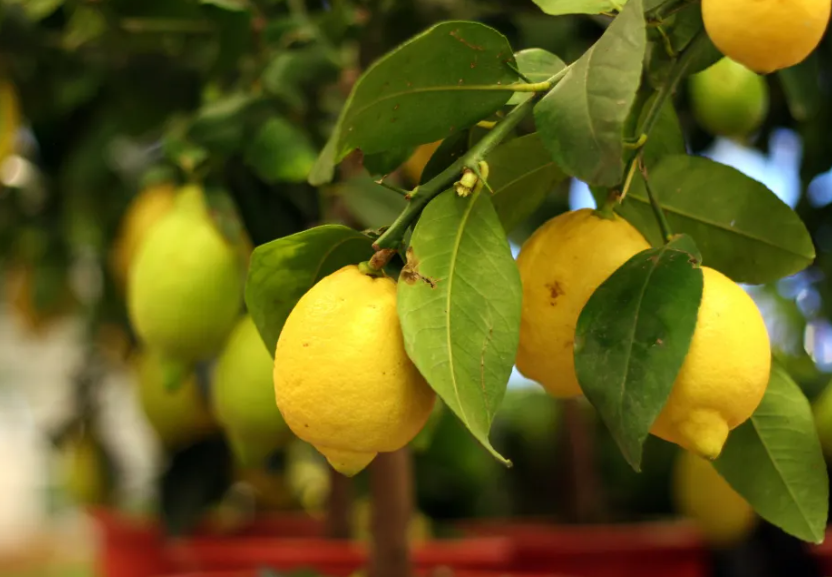 Überwintern Sie einen Zitronenbaum – Der ultimative Leitfaden für Winterpflege und -schutz: