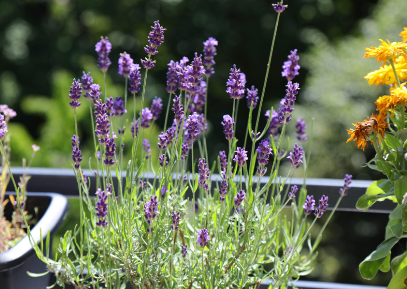 20 bienenfreundliche Balkonpflanzen im Überblick: Einen lebendigen und bestäubungsfreundlichen Raum schaffen: